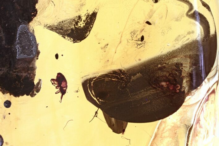 Detailed Fossil Spider, Mite, and Pyrite in Baltic Amber #335729